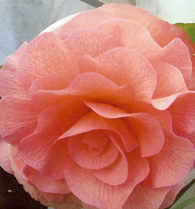 B. ‘Sweet Dianne’